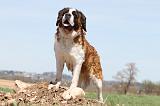 SAINT BERNARD 088